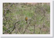 08AkageraAllDayGameDrive - 050 * Little Bee-eater.